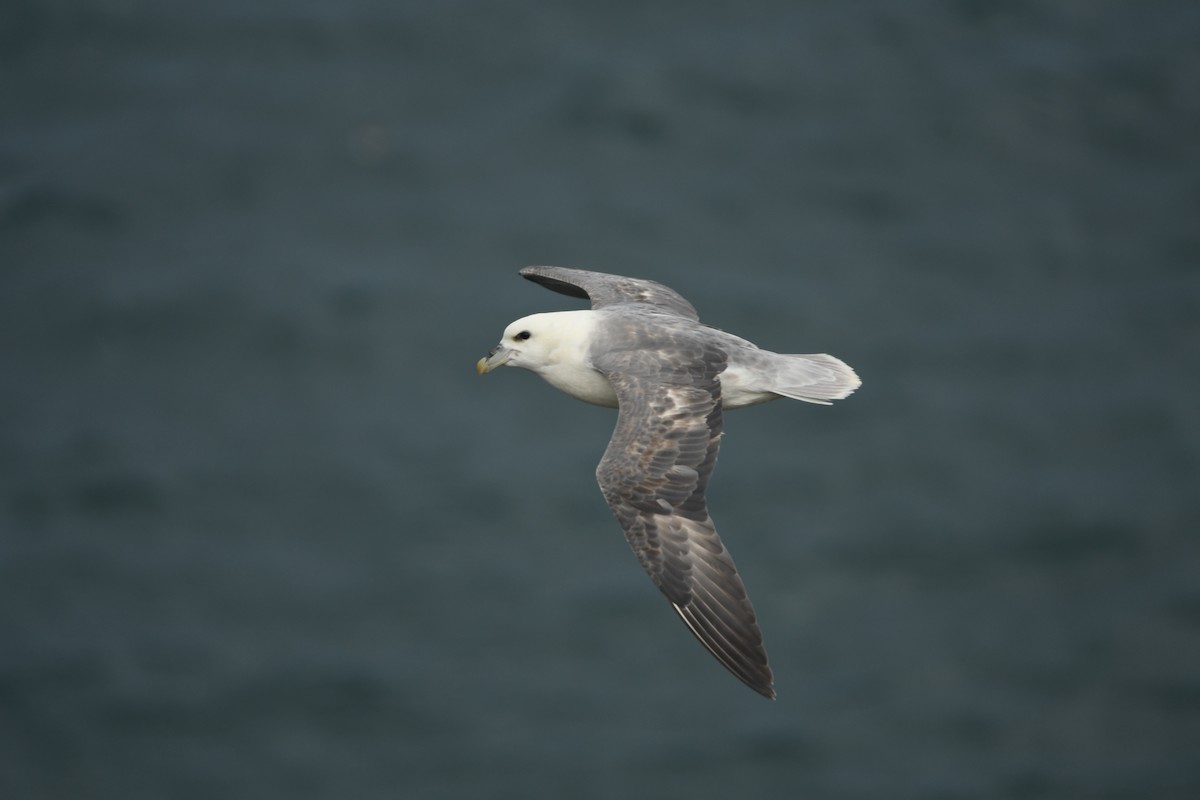 Northern Fulmar - ML620293645