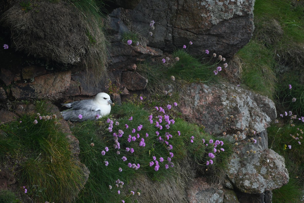 Fulmar boréal - ML620293647