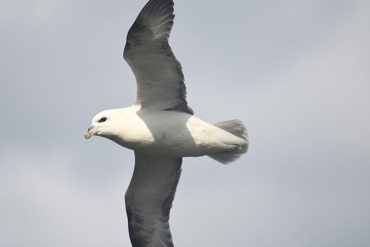 Northern Fulmar - ML620293648