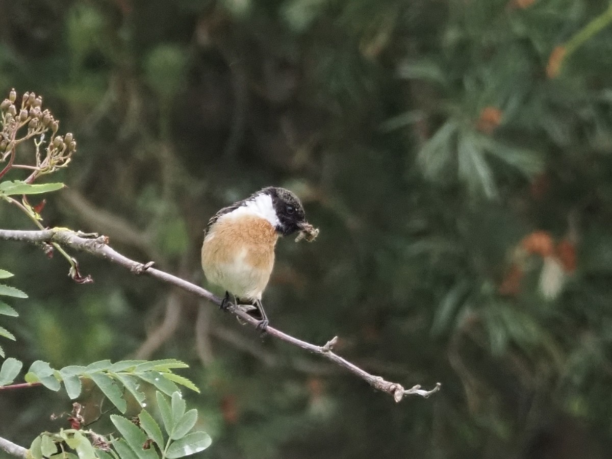 European Stonechat - ML620293650