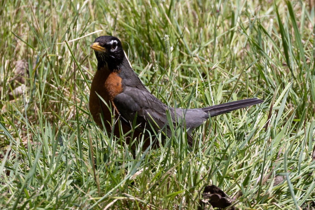 American Robin - ML620293652