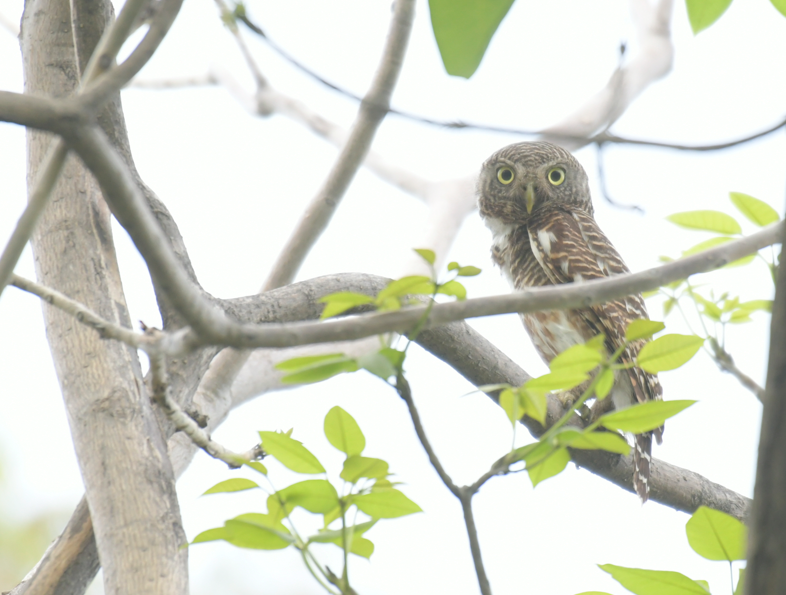 Asian Barred Owlet - ML620293653