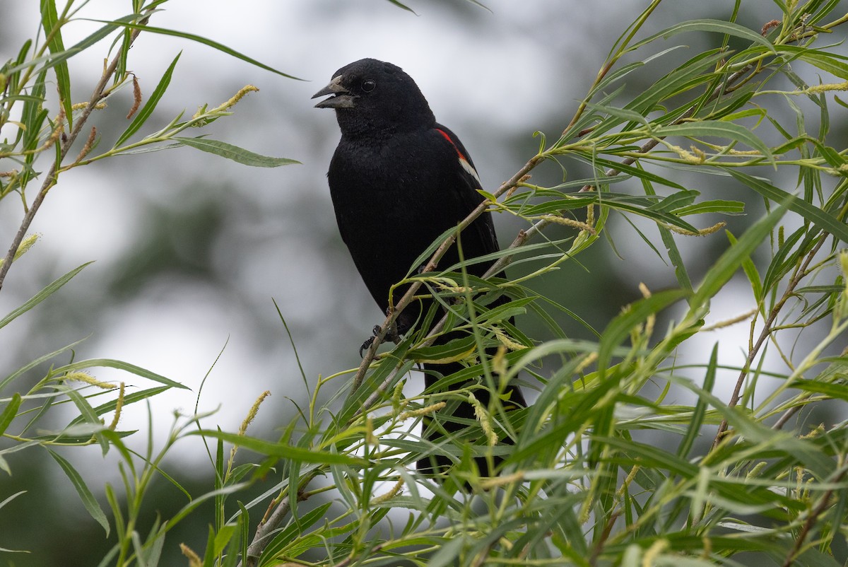 Red-winged Blackbird - ML620293654