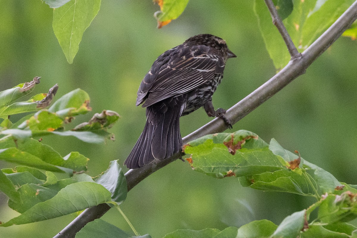 Red-winged Blackbird - ML620293655