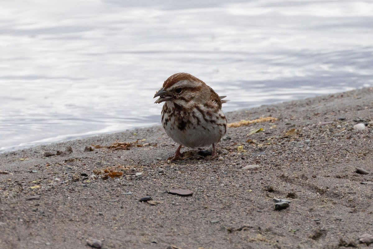 Song Sparrow - ML620293657