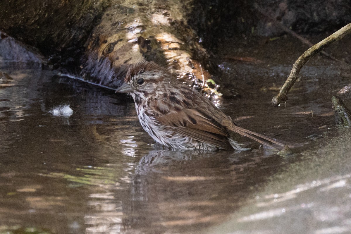 Song Sparrow - ML620293659