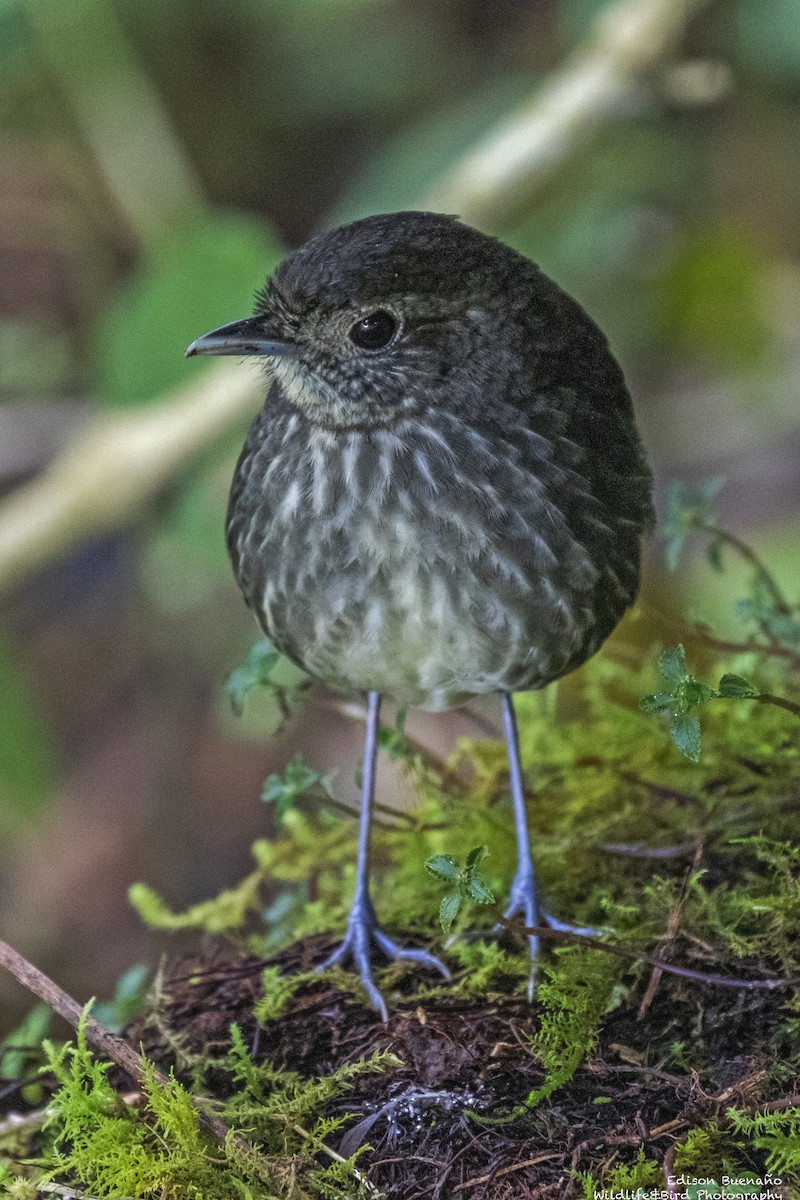 Cundinamarca Antpitta - ML620293660