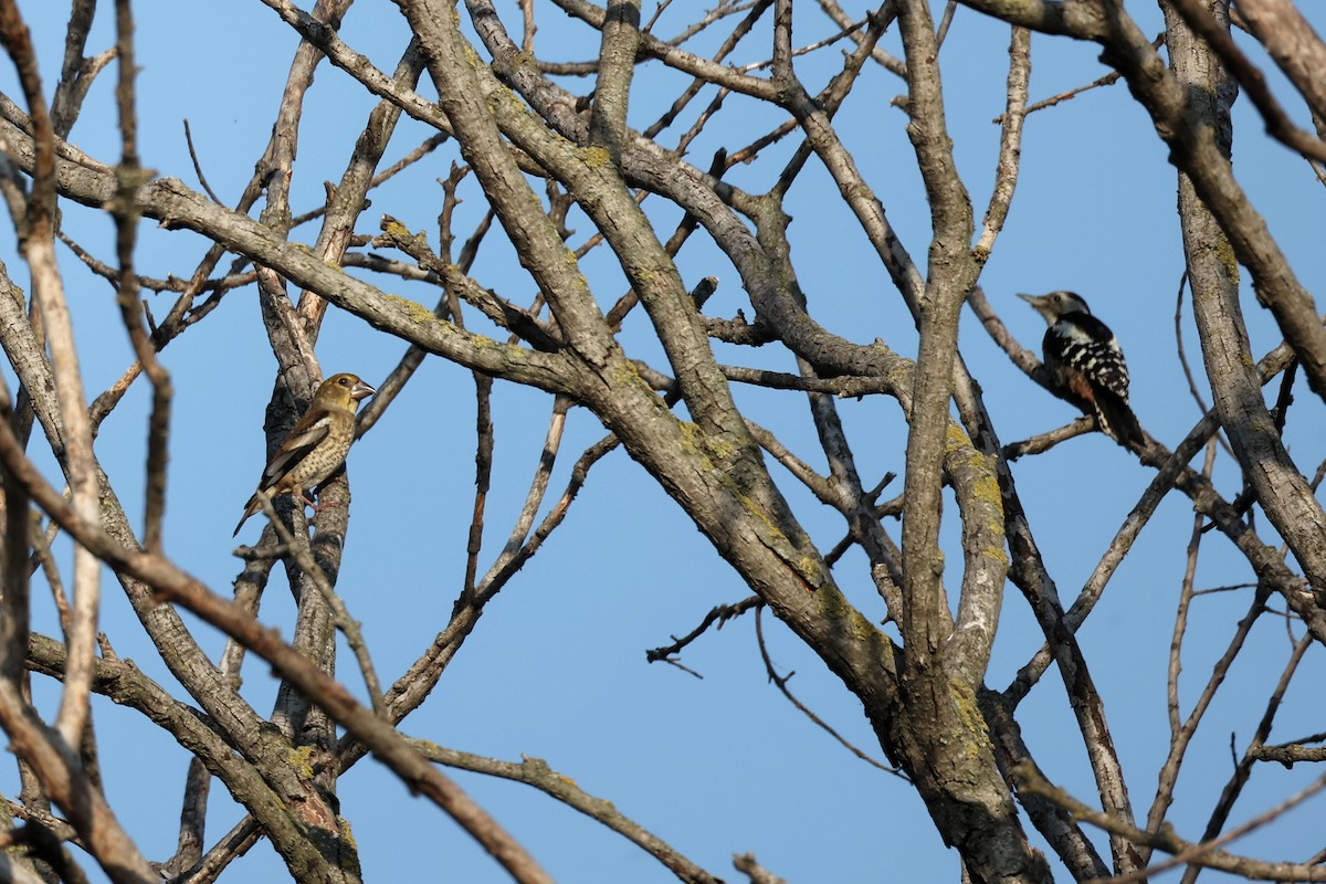 Hawfinch - ML620293664