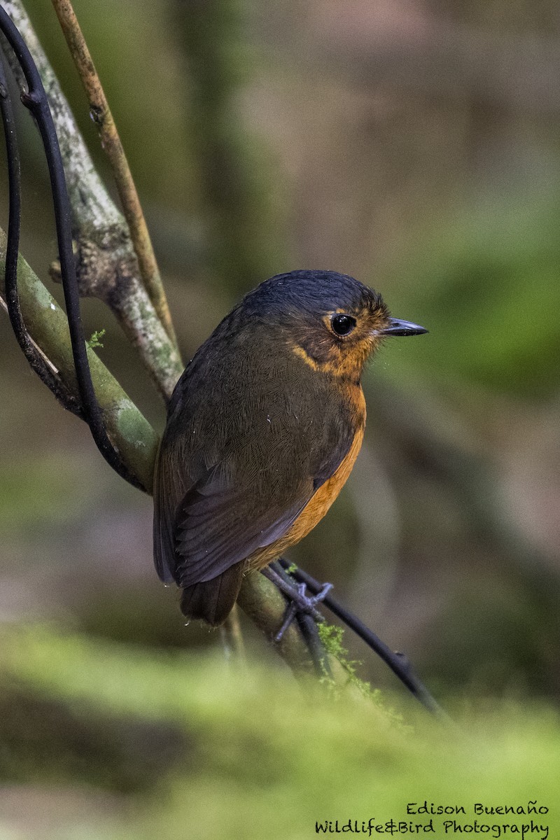 Slate-crowned Antpitta - ML620293665