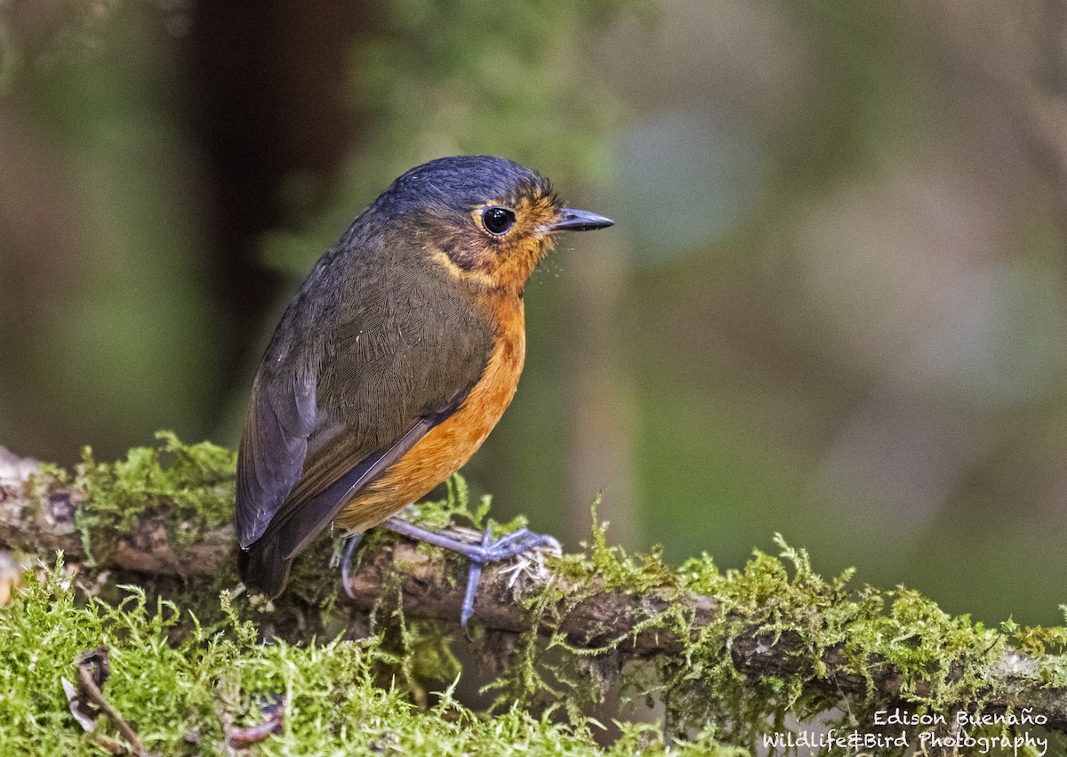 Slate-crowned Antpitta - ML620293666