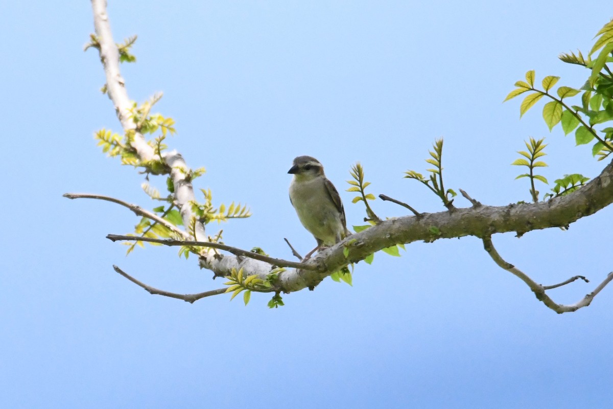 Russet Sparrow - ML620293671