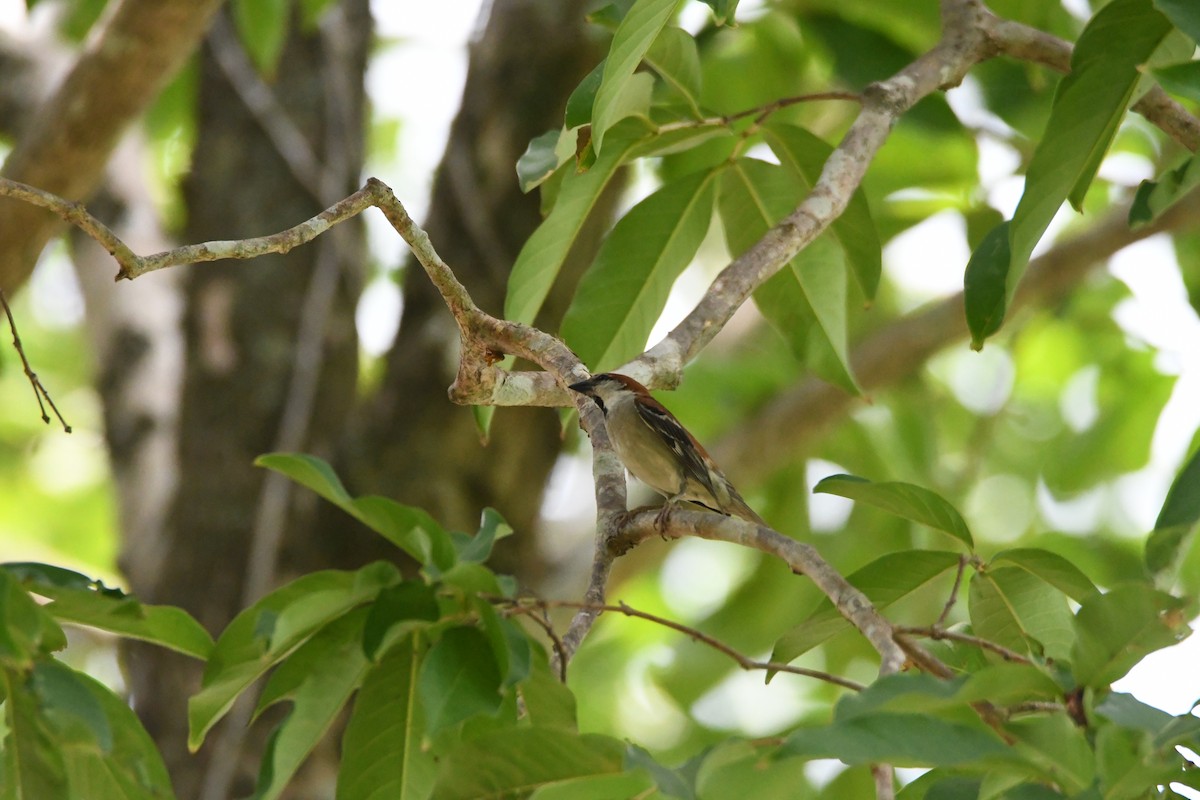 Moineau rutilant - ML620293672