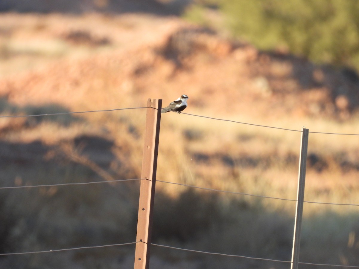 White-backed Swallow - ML620293673