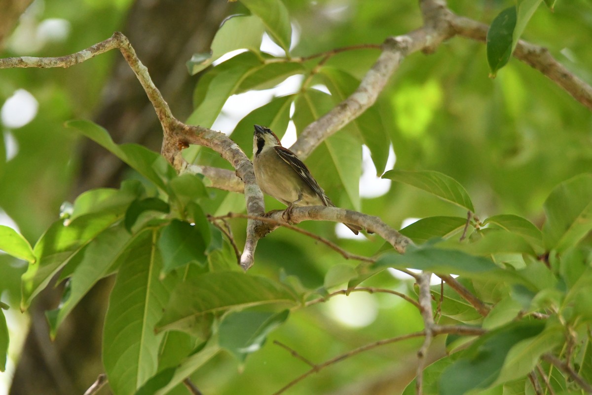 Moineau rutilant - ML620293674