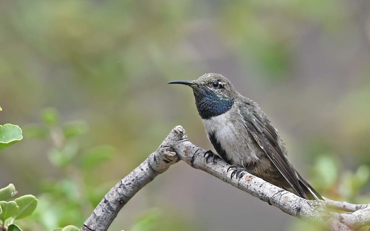 Colibri à flancs blancs - ML620293676