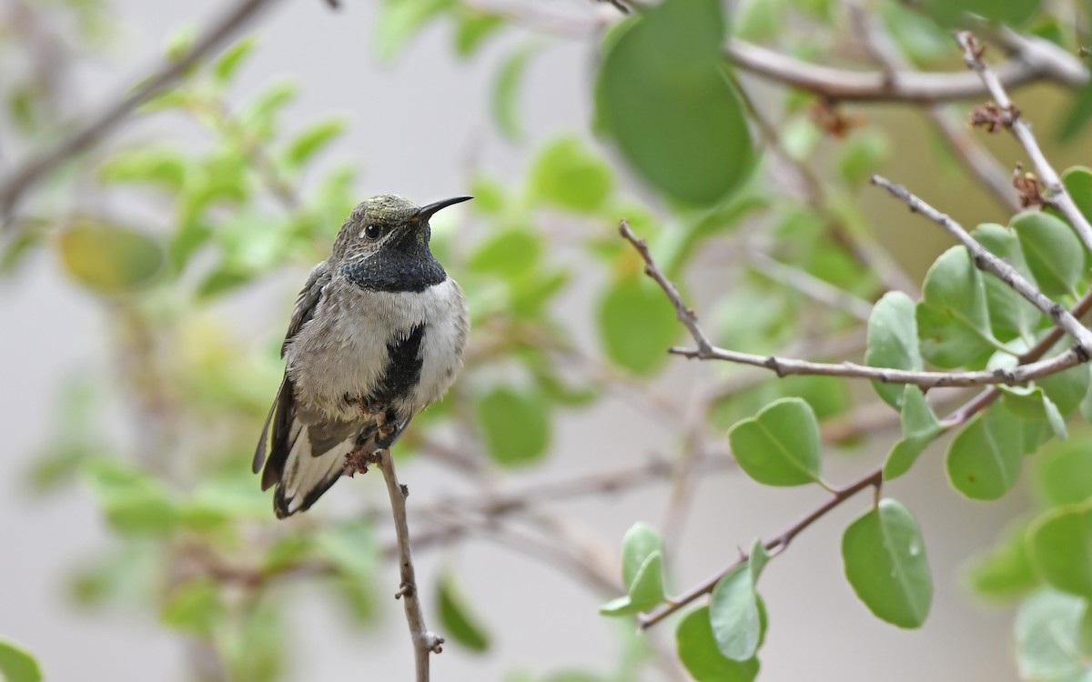 Colibri à flancs blancs - ML620293680