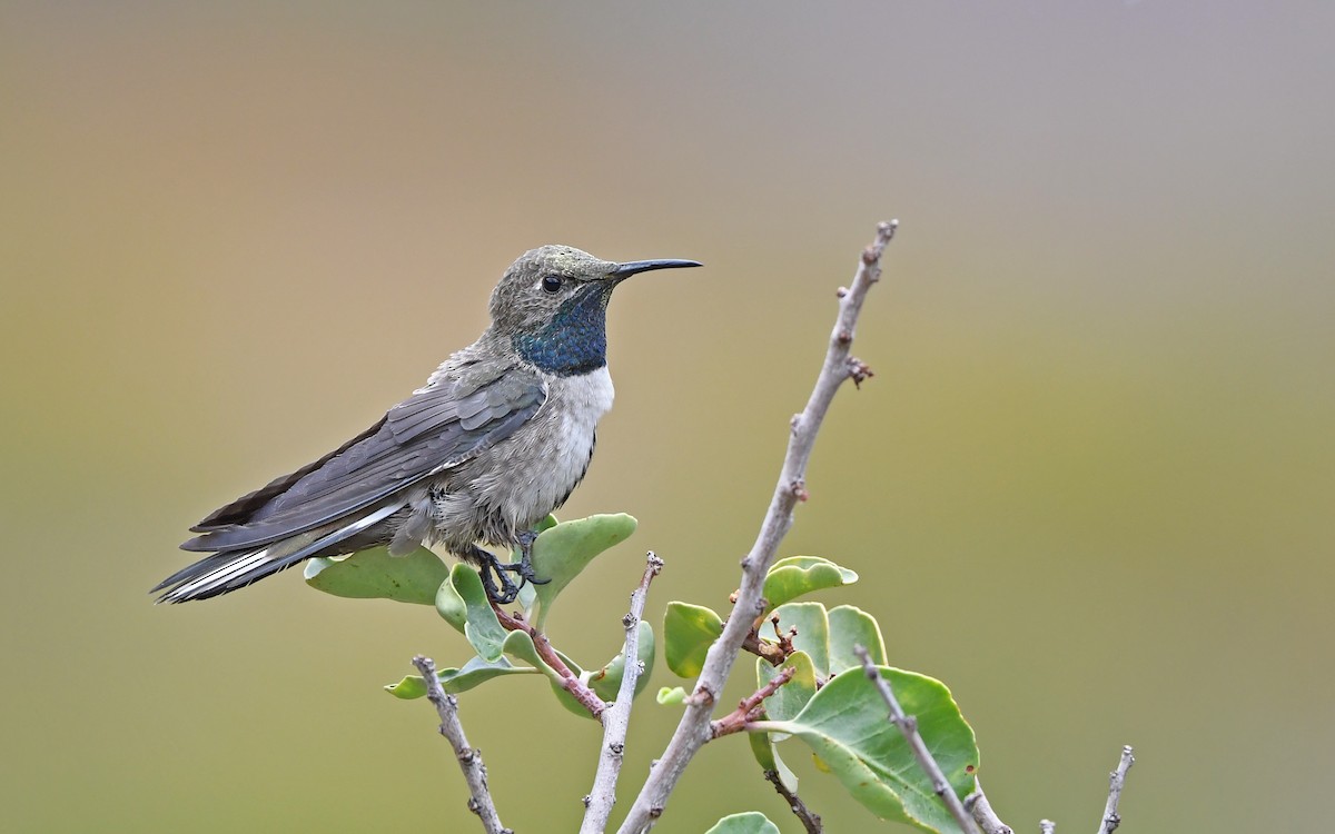 Colibri à flancs blancs - ML620293681