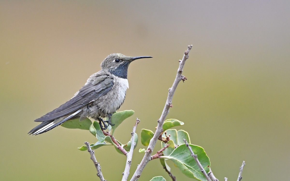 Weißflankenkolibri - ML620293682