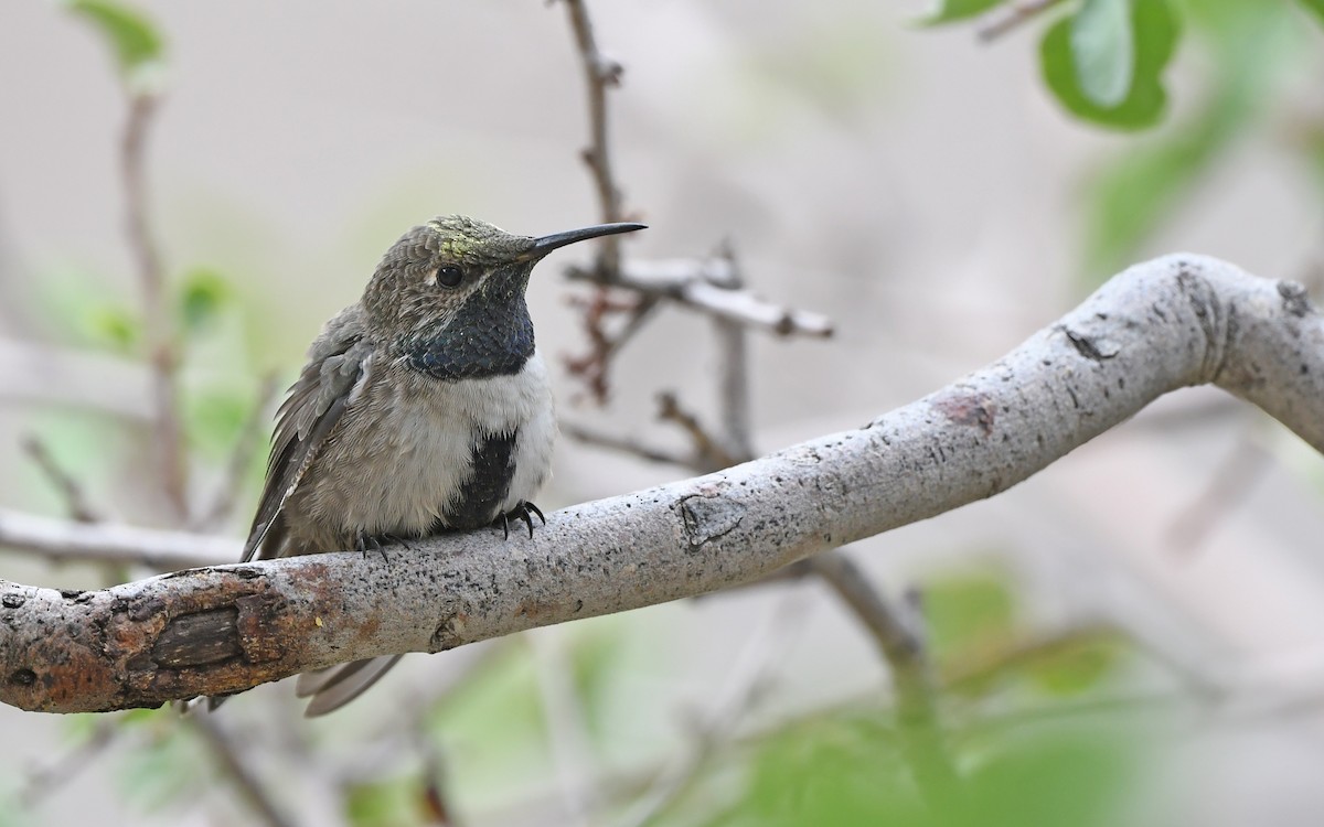 White-sided Hillstar - ML620293684