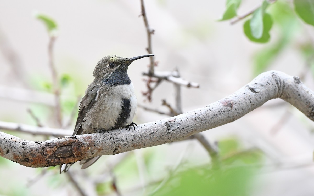 Colibrí Cordillerano - ML620293685