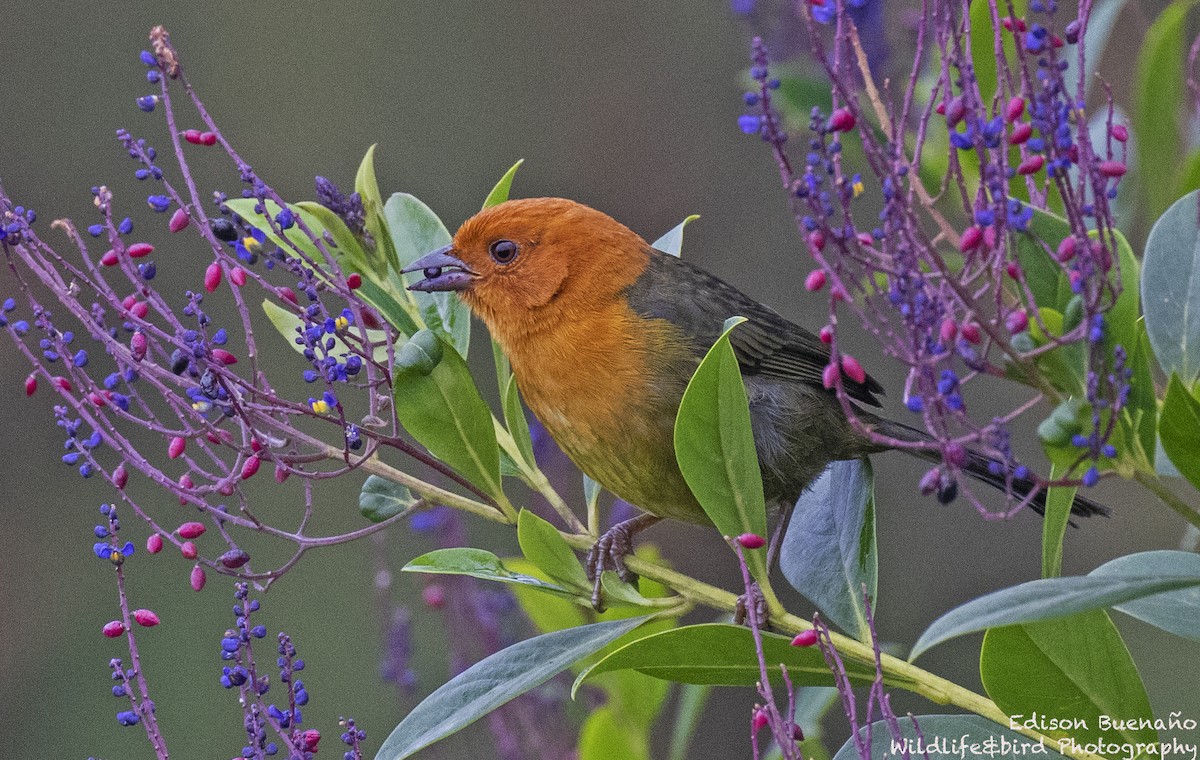 Ochre-breasted Brushfinch - ML620293687