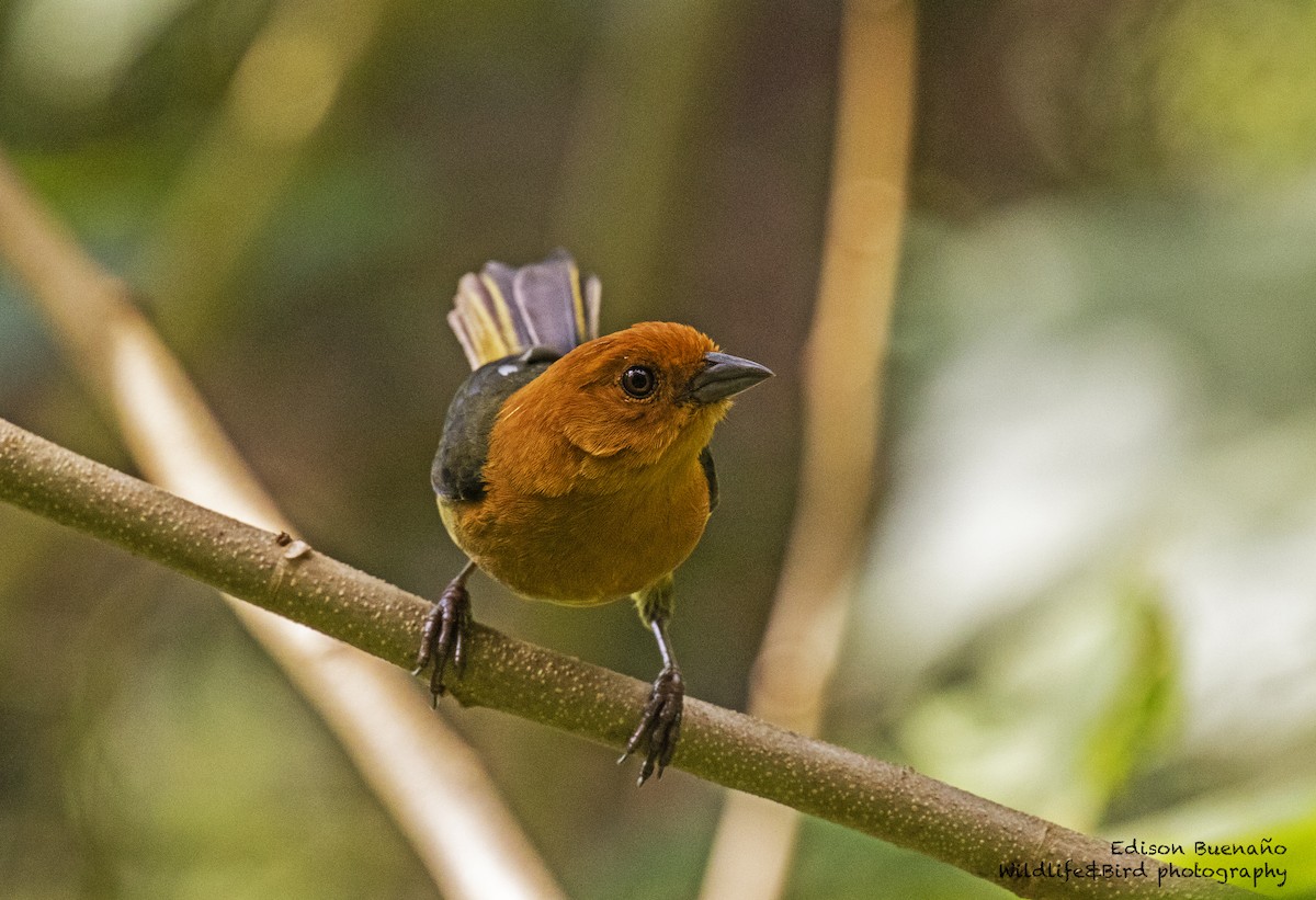 Ochre-breasted Brushfinch - ML620293688