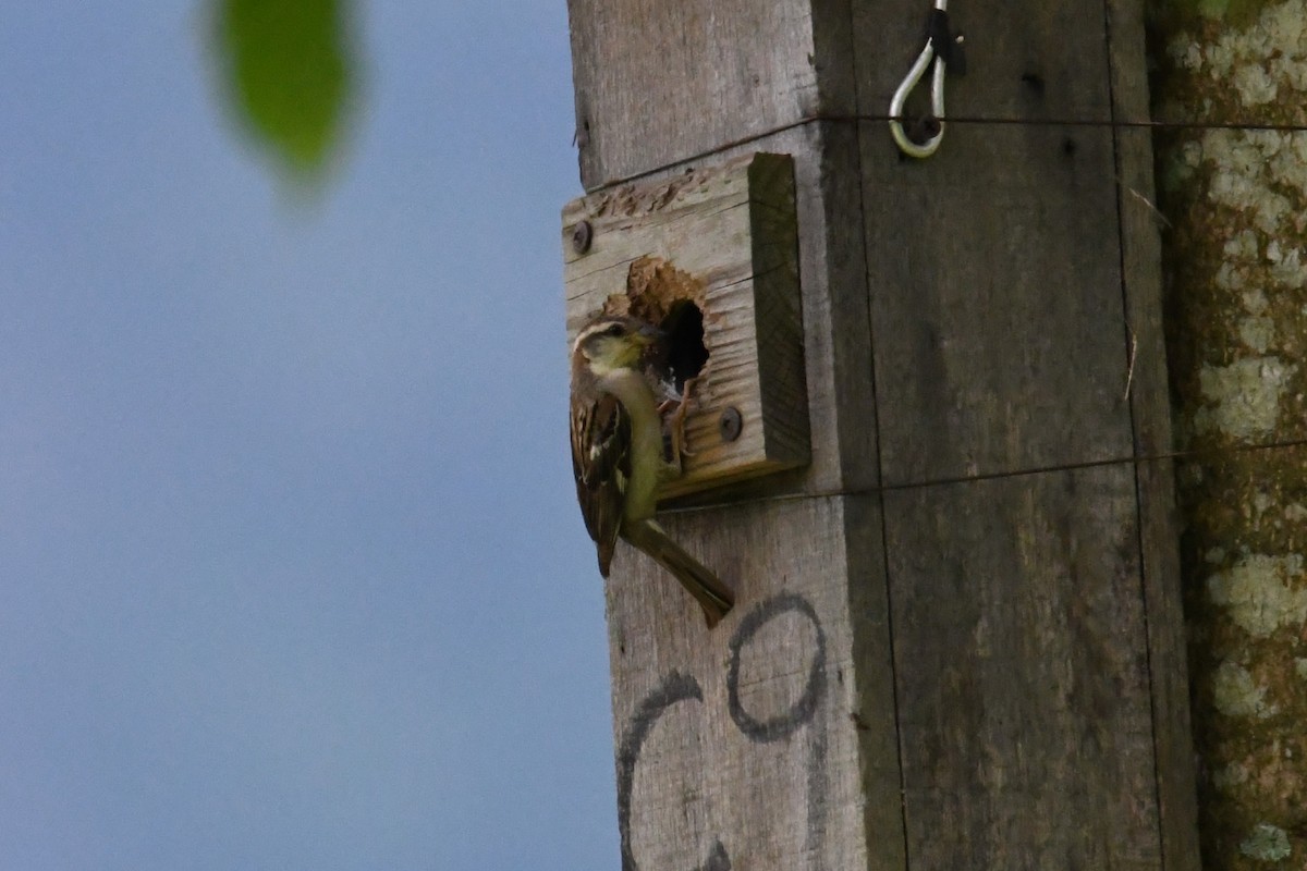 Russet Sparrow - ML620293689