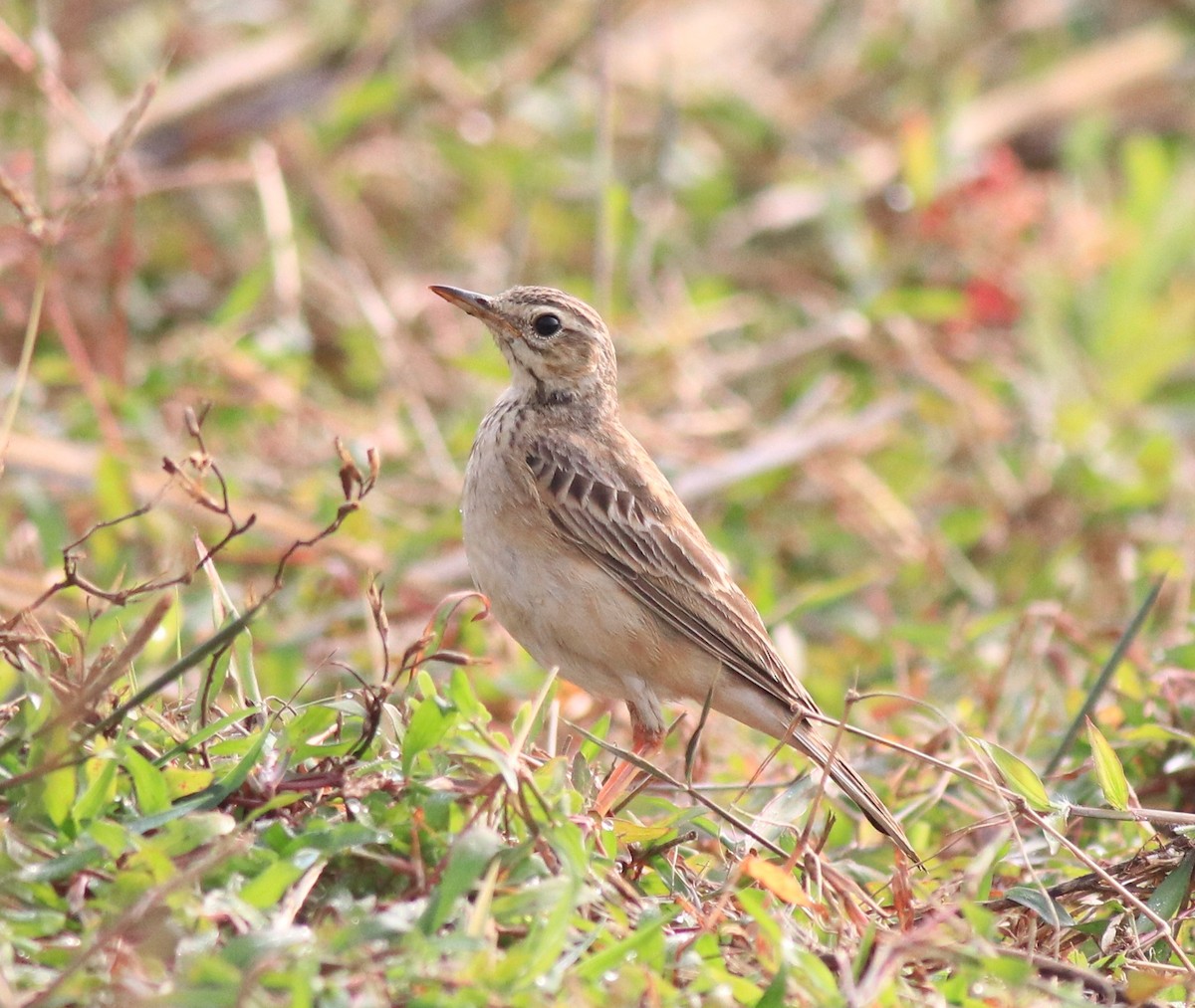 Paddyfield Pipit - ML620293690