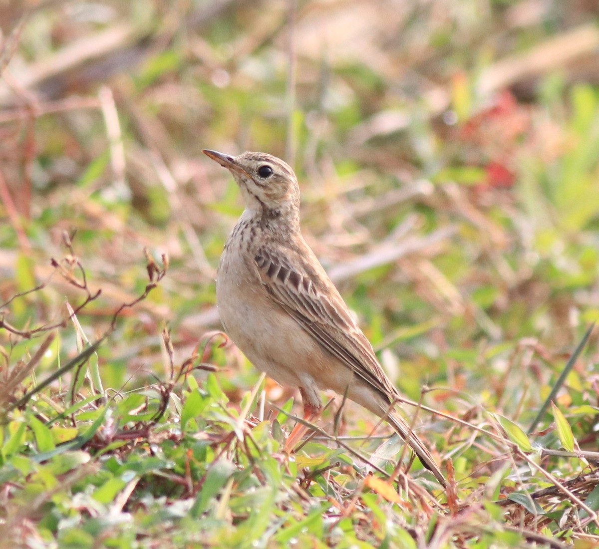 Paddyfield Pipit - ML620293691