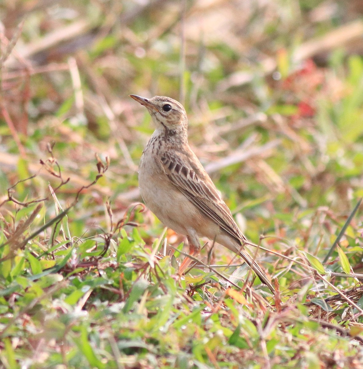 Paddyfield Pipit - ML620293692