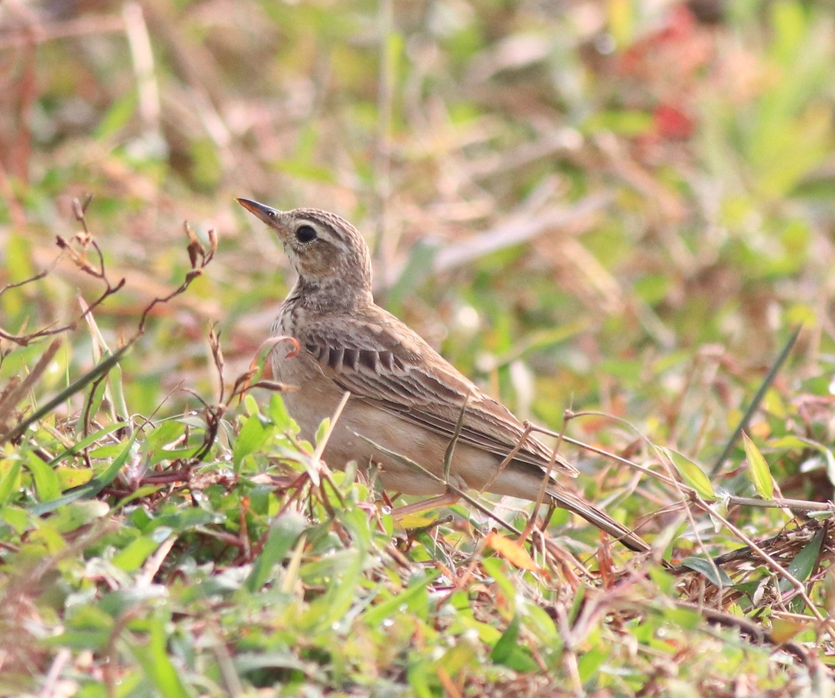 Paddyfield Pipit - ML620293694