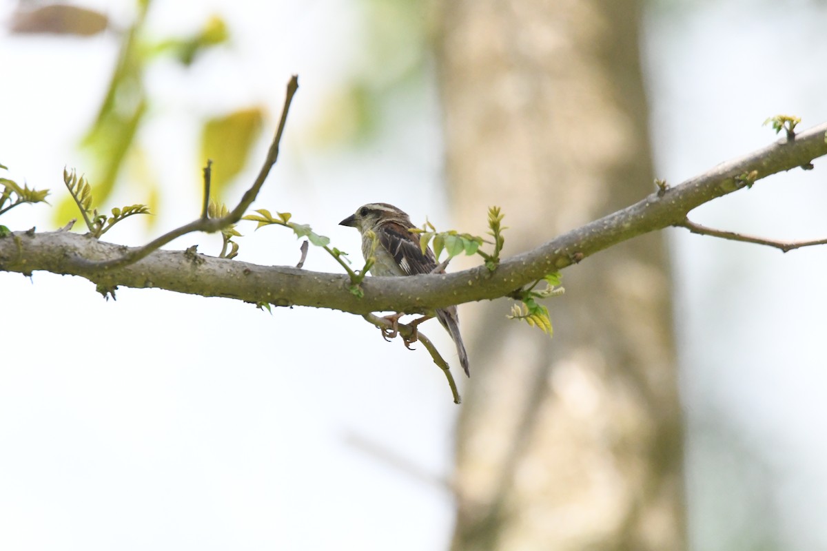 Moineau rutilant - ML620293701