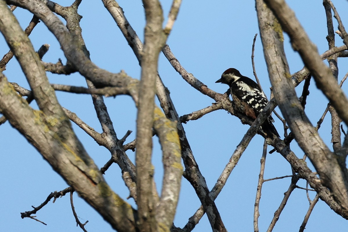 Syrian Woodpecker - ML620293702