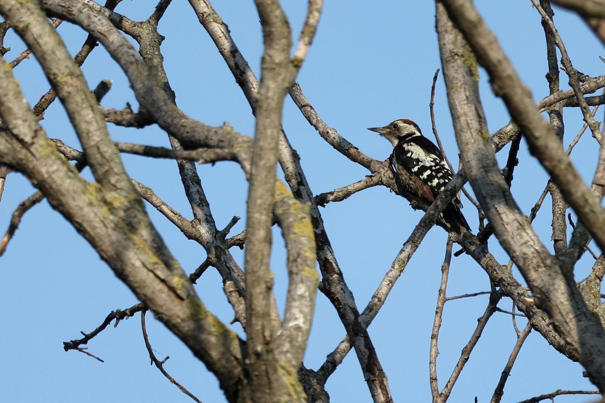 Middle Spotted Woodpecker - ML620293703