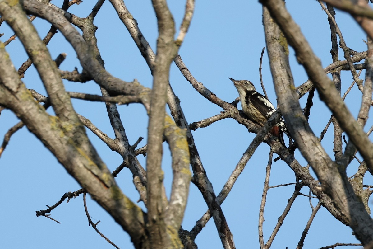 Middle Spotted Woodpecker - ML620293704