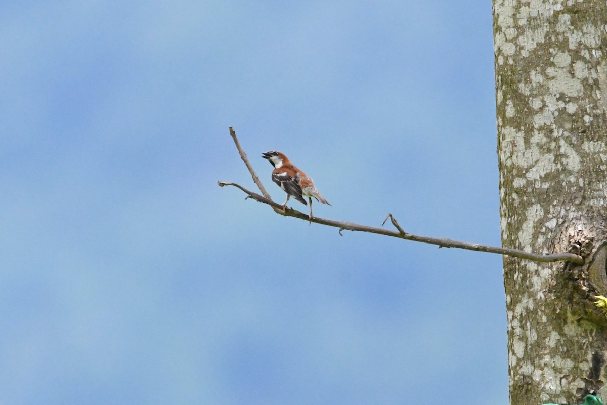 Russet Sparrow - ML620293705