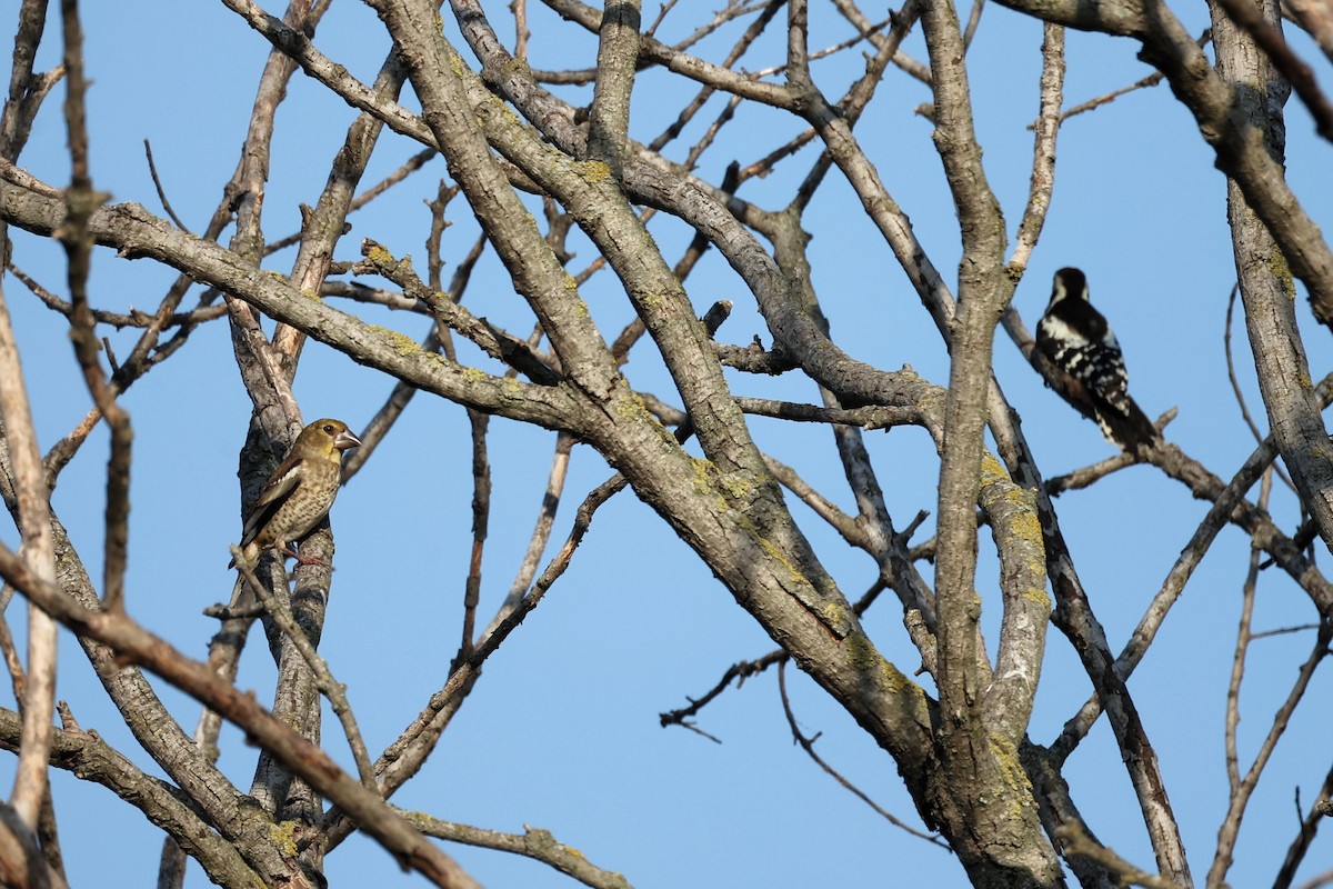 Hawfinch - ML620293707