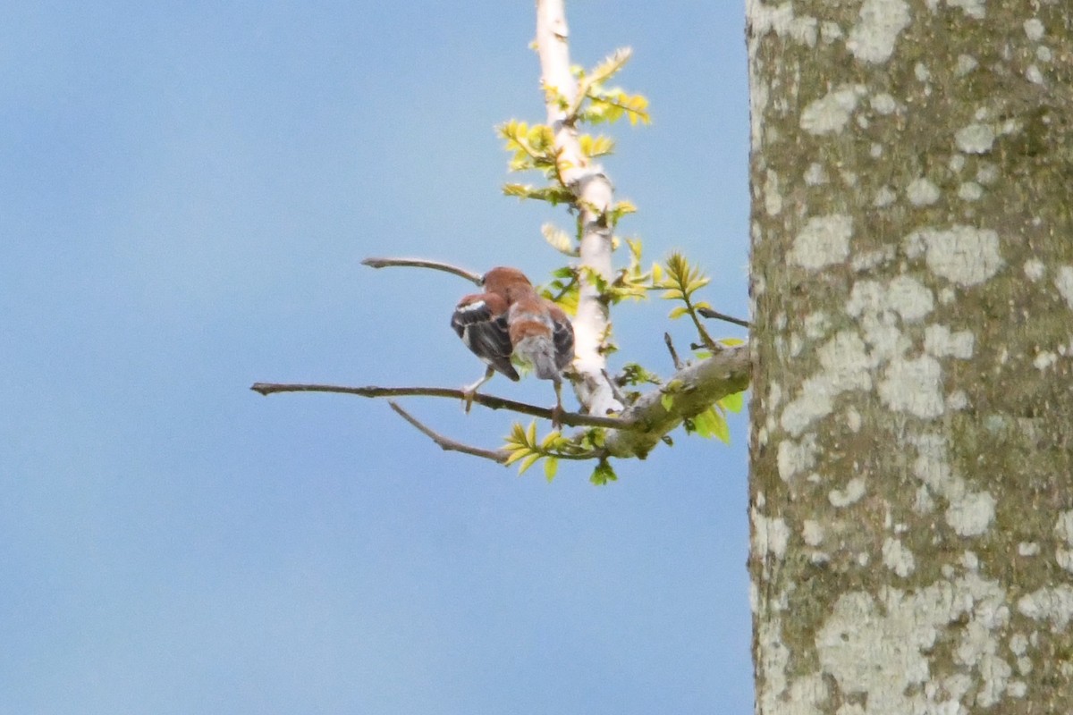 Russet Sparrow - ML620293708