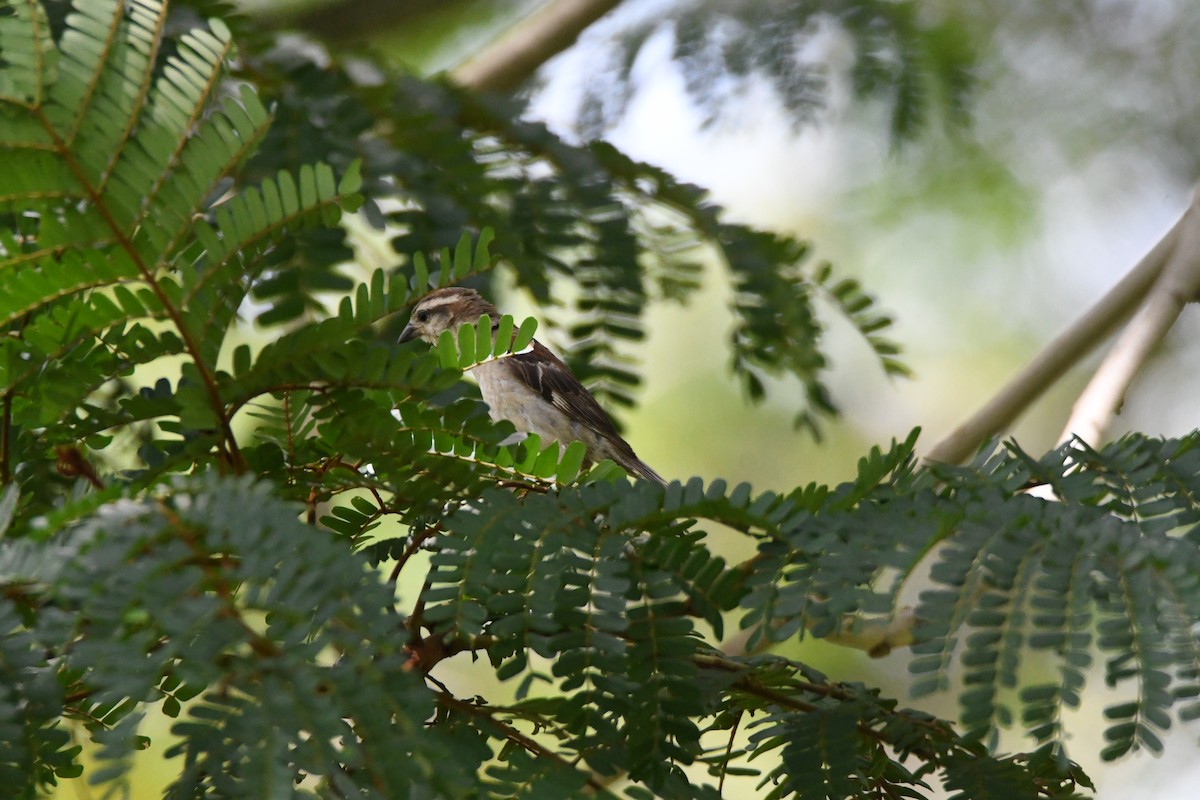 Moineau rutilant - ML620293709