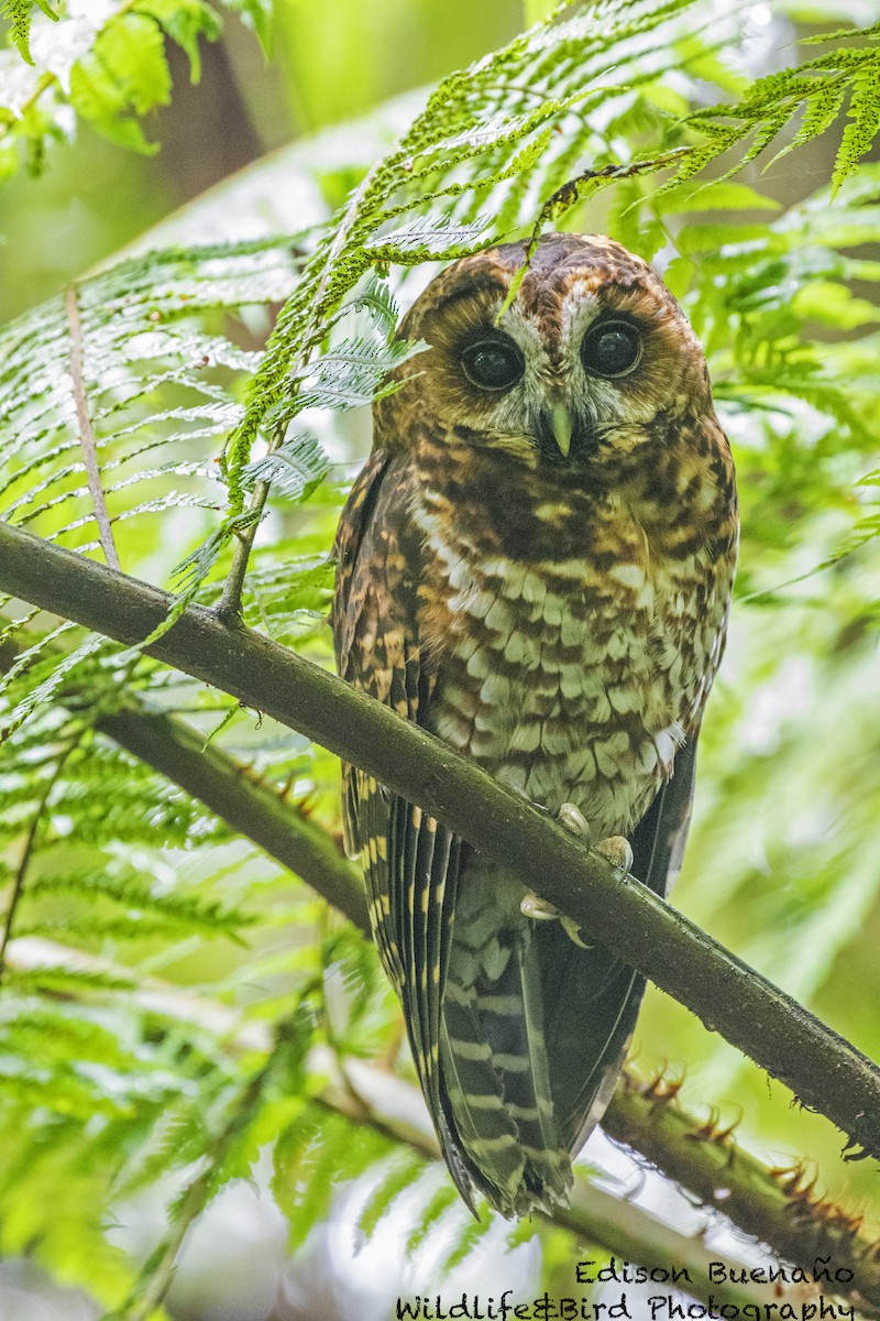 Rufous-banded Owl - ML620293711