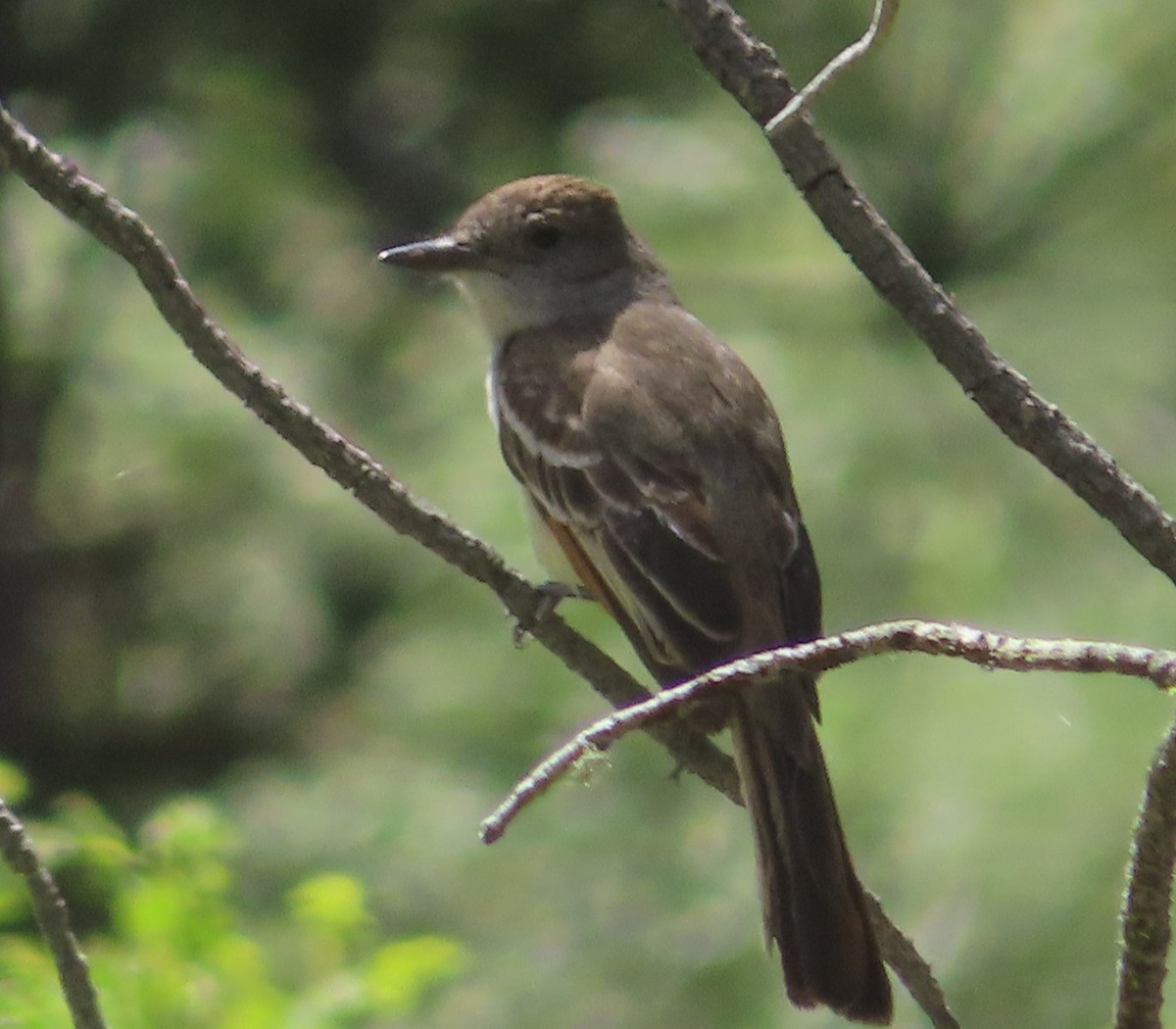 Ash-throated Flycatcher - ML620293713