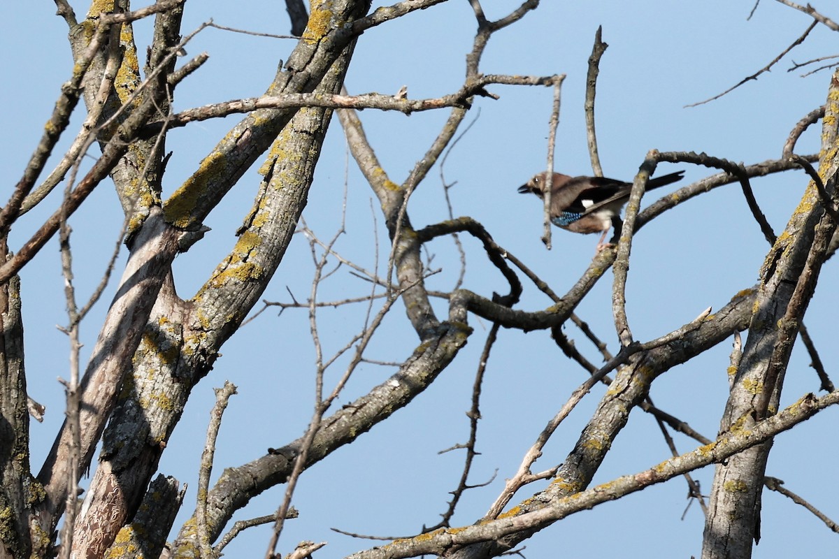 Eurasian Jay - ML620293714