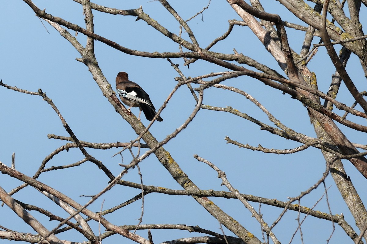 Eurasian Jay - ML620293715