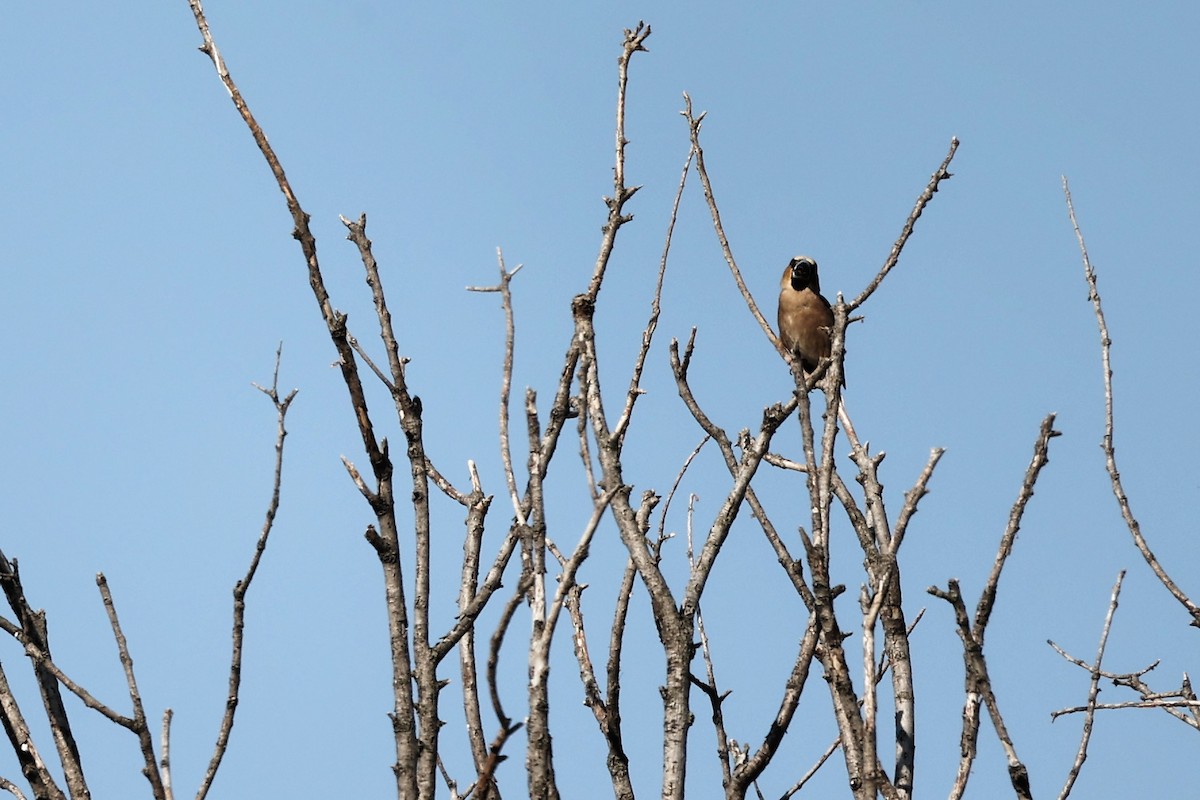 Hawfinch - ML620293718