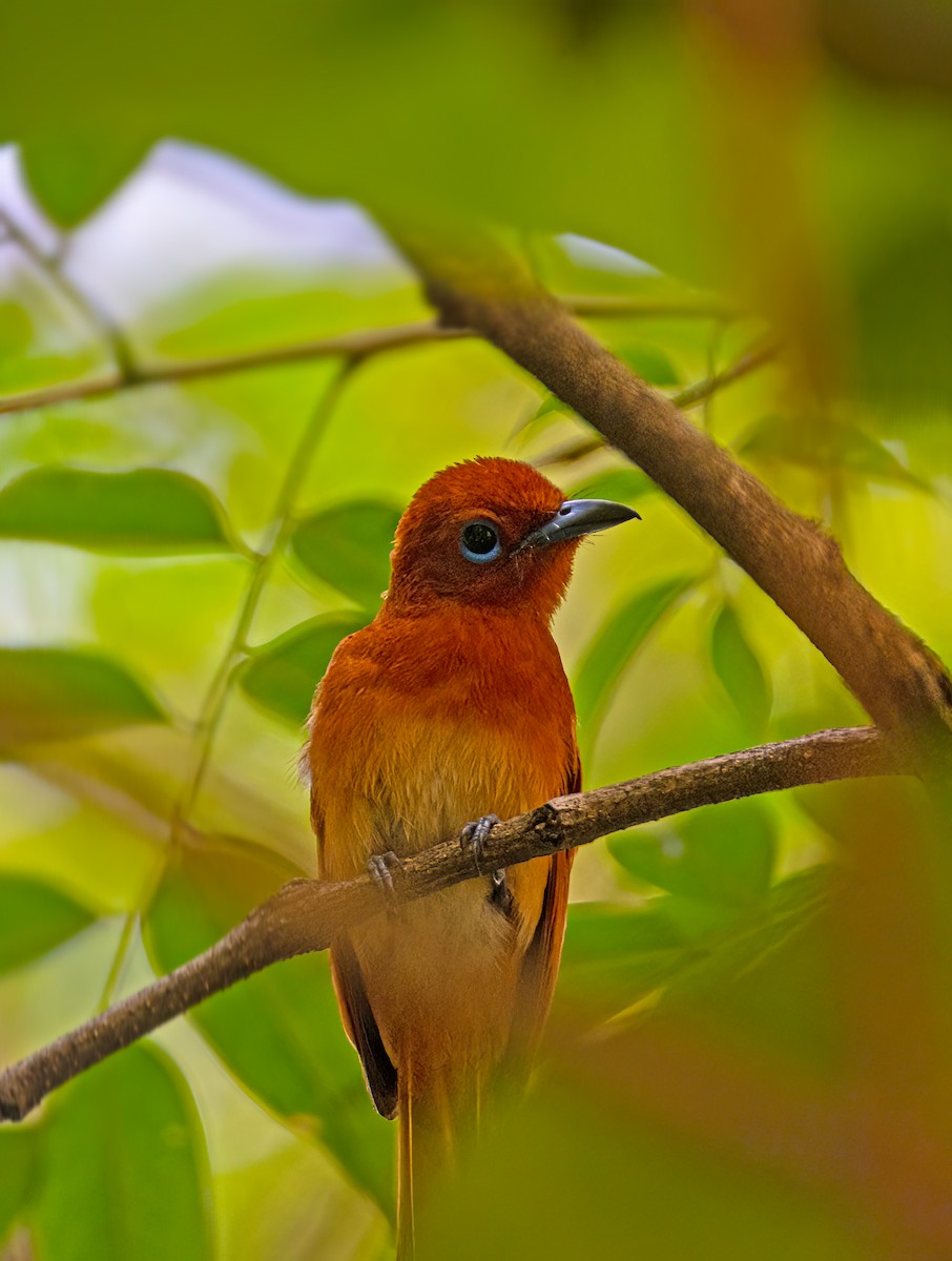 Rufous Paradise-Flycatcher - ML620293724