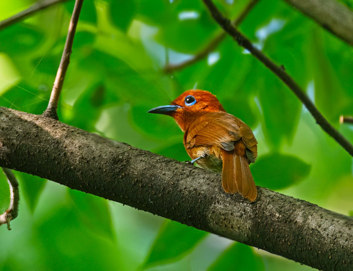 Rufous Paradise-Flycatcher - John Ricarte