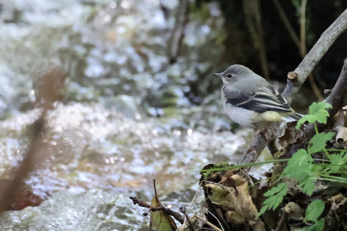 Gray Wagtail - ML620293729