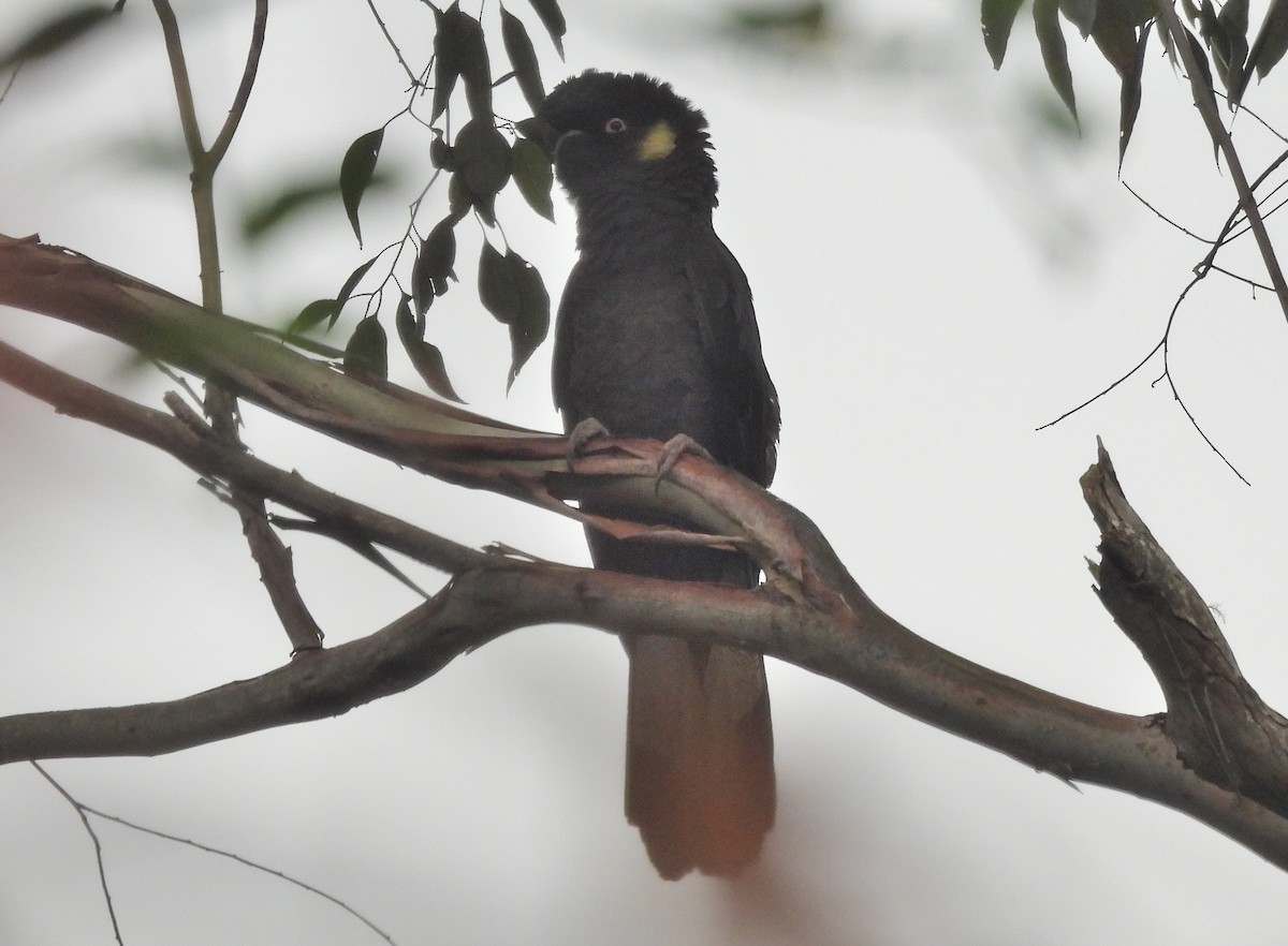 Cacatúa Fúnebre Coliamarilla - ML620293730