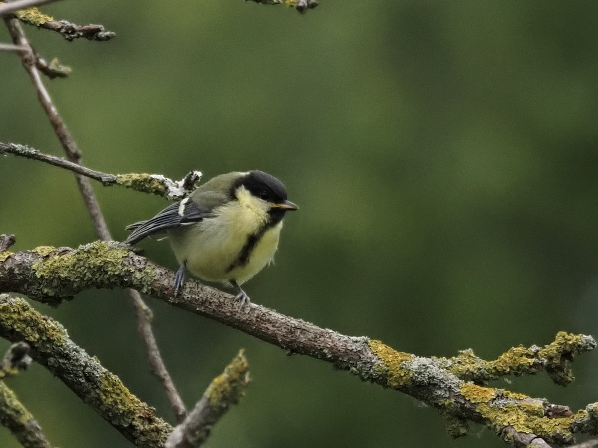 Great Tit - ML620293747