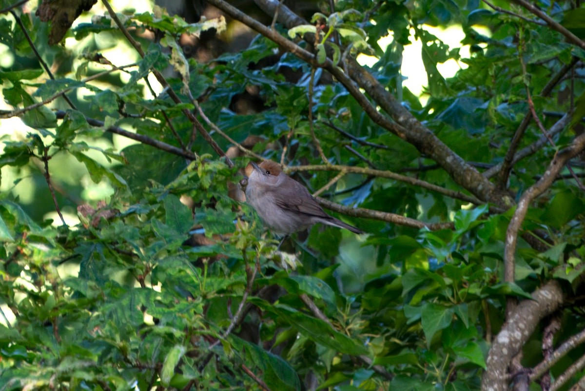 Eurasian Blackcap - ML620293750